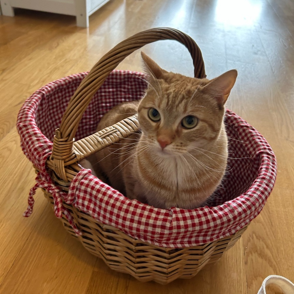 Meet your Posher, Juno Cat!